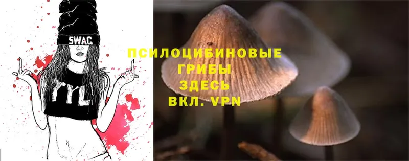 Галлюциногенные грибы Psilocybine cubensis  Димитровград 